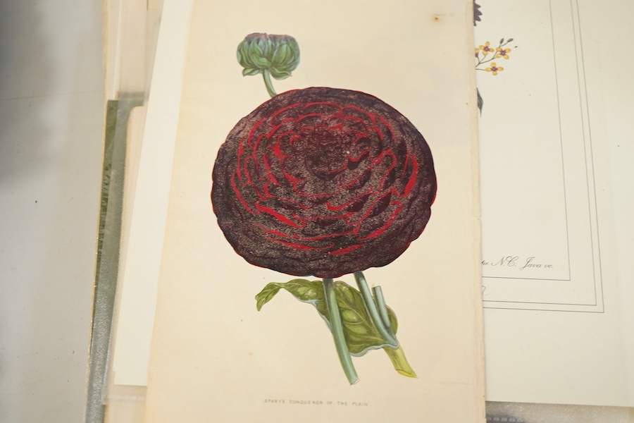 A collection of 18th / 19th century and later botanical and natural history interest prints and engravings to include four engravings of fish, published F P Nodder, 1799 / 1800, an extensive set of beetles and three 19th